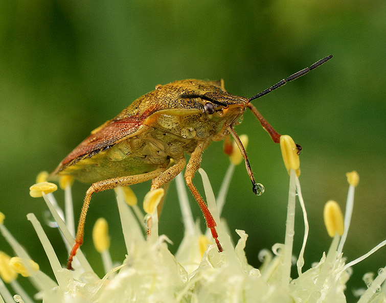 ...свой коктейль ношу с собой...