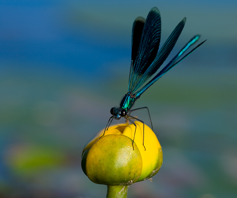 Синяя на желтом