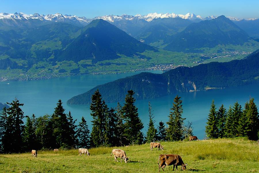 Другие коровы