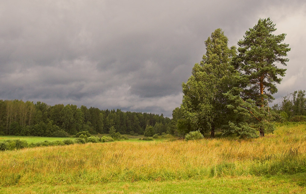 береза с сосной... пасмурным, ветрянным днем...