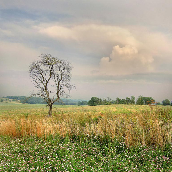 Этюд с засыхающим деревом