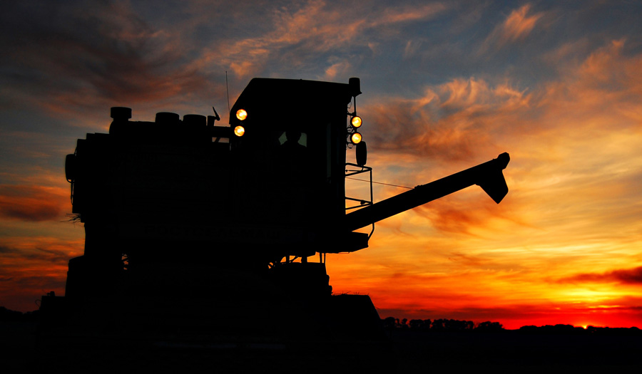 Вечерняя жатва