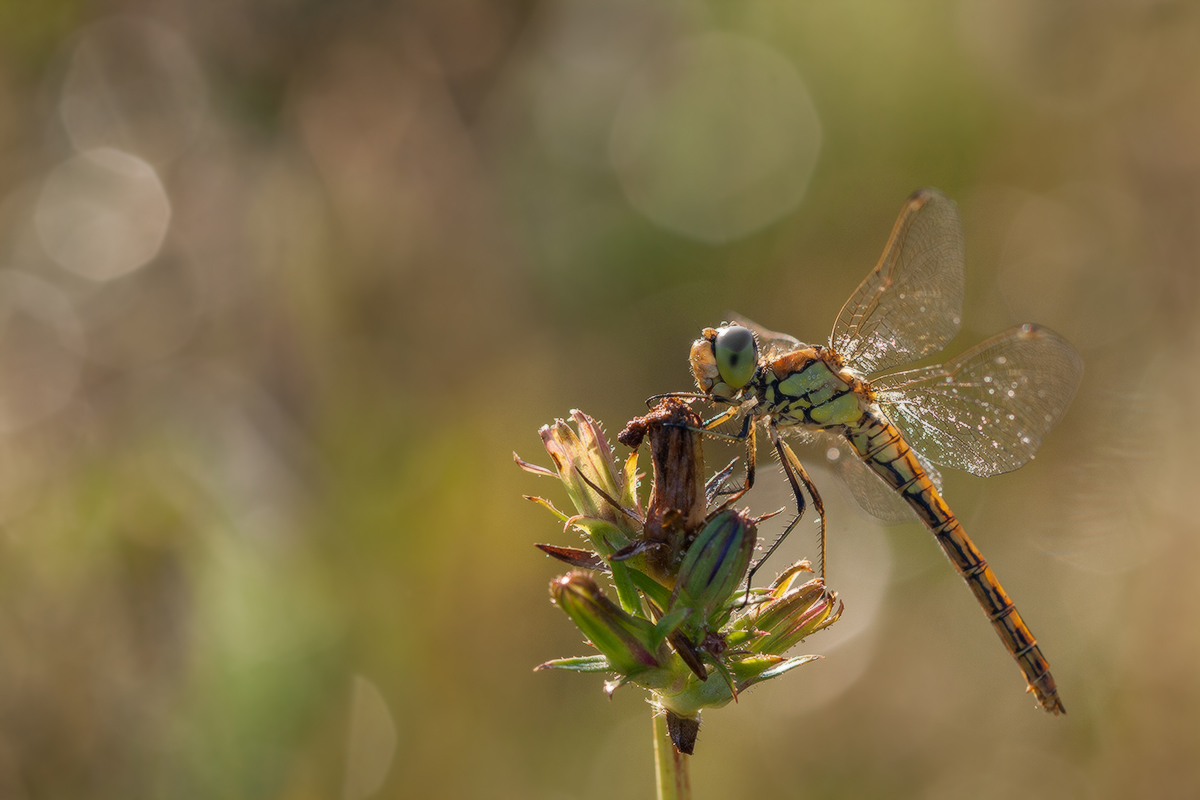 Лето красное пропела
