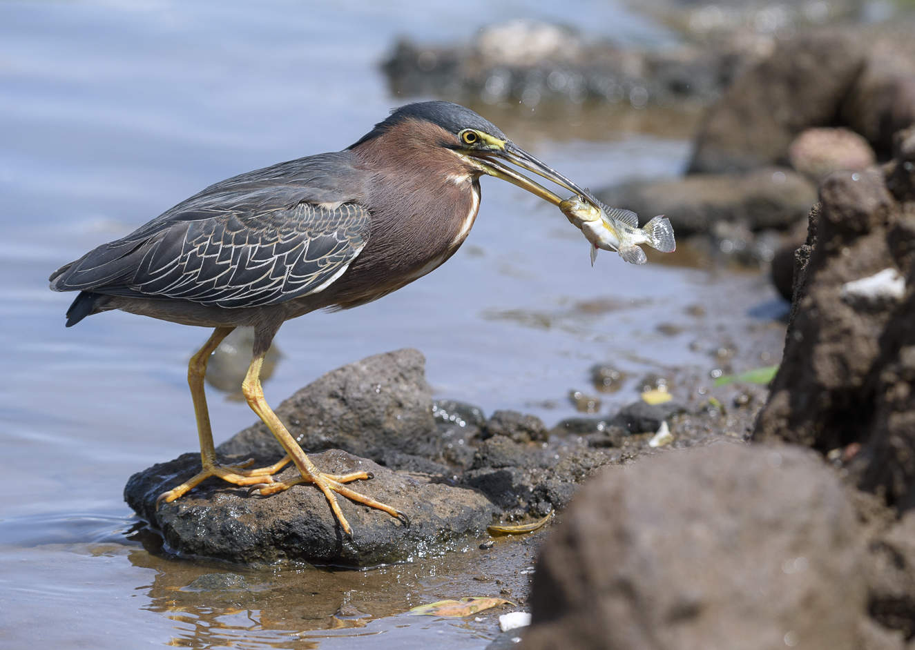 Green heron