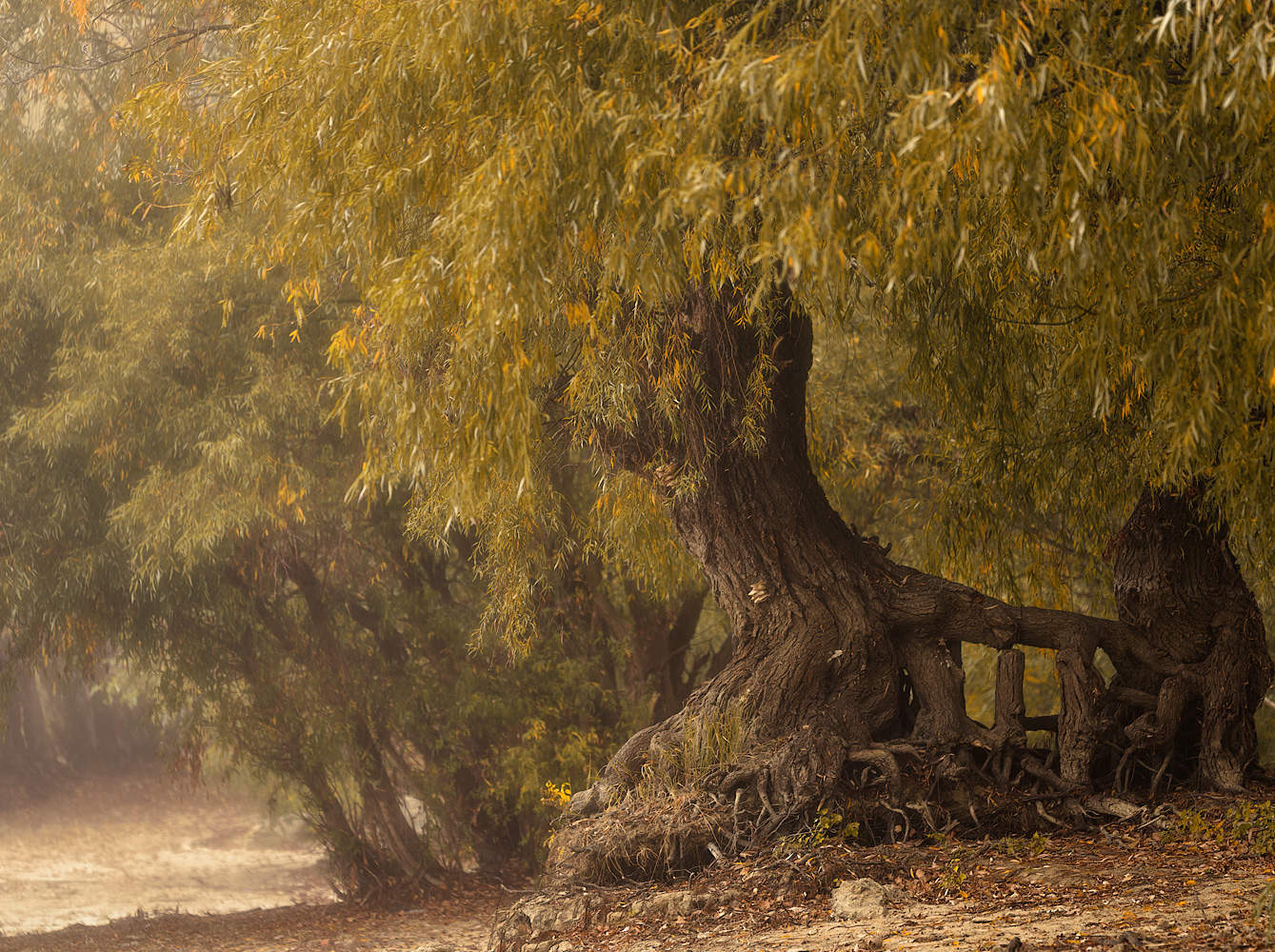 Фрагмент осени