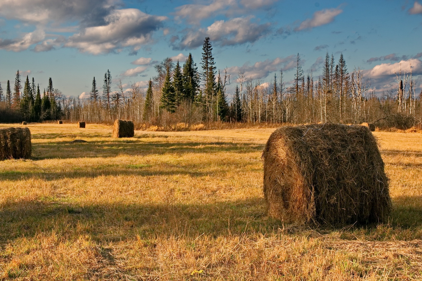 ОСЕННИЙ ЛУГ