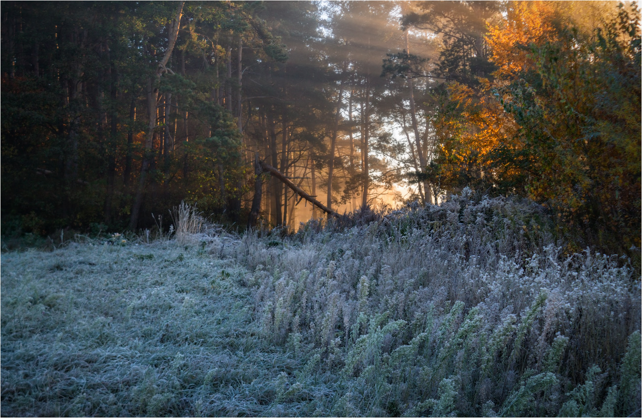 Про осень и морозный рассвет в лесу
