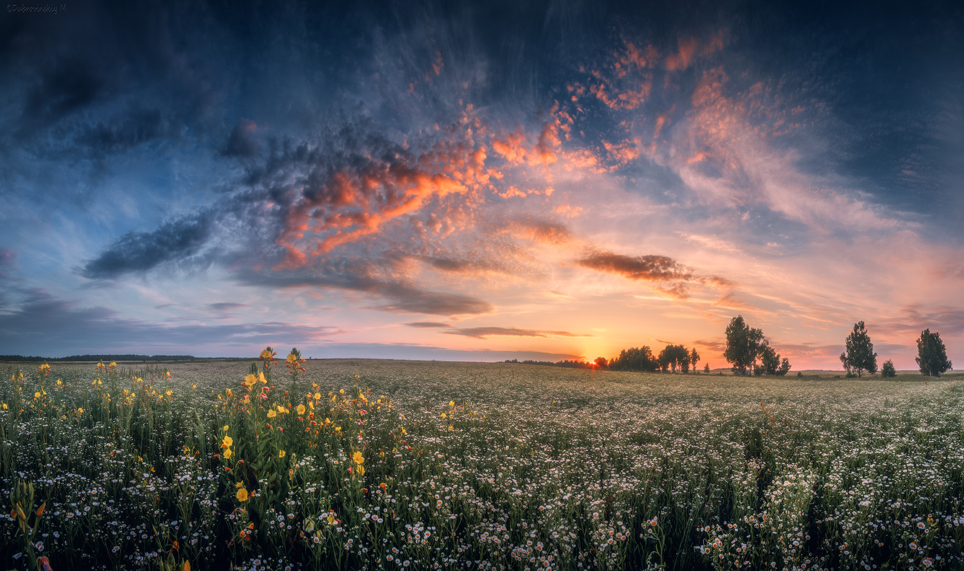 Утро в ромашковом поле.