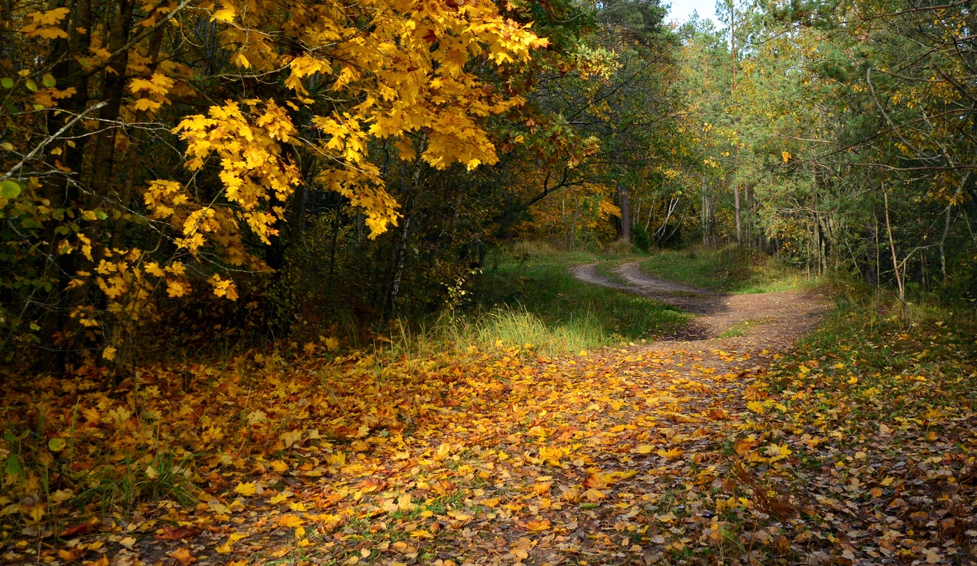 Лесная дорога