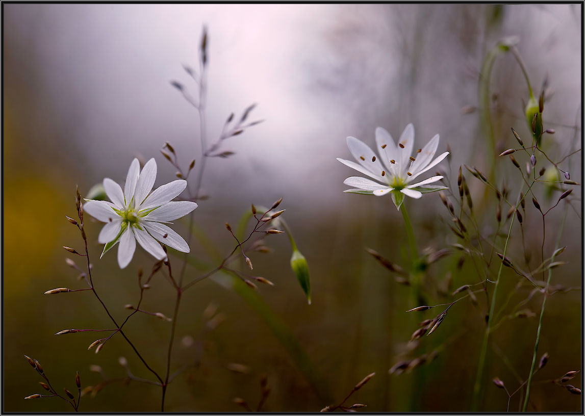 Утренняя сценка...