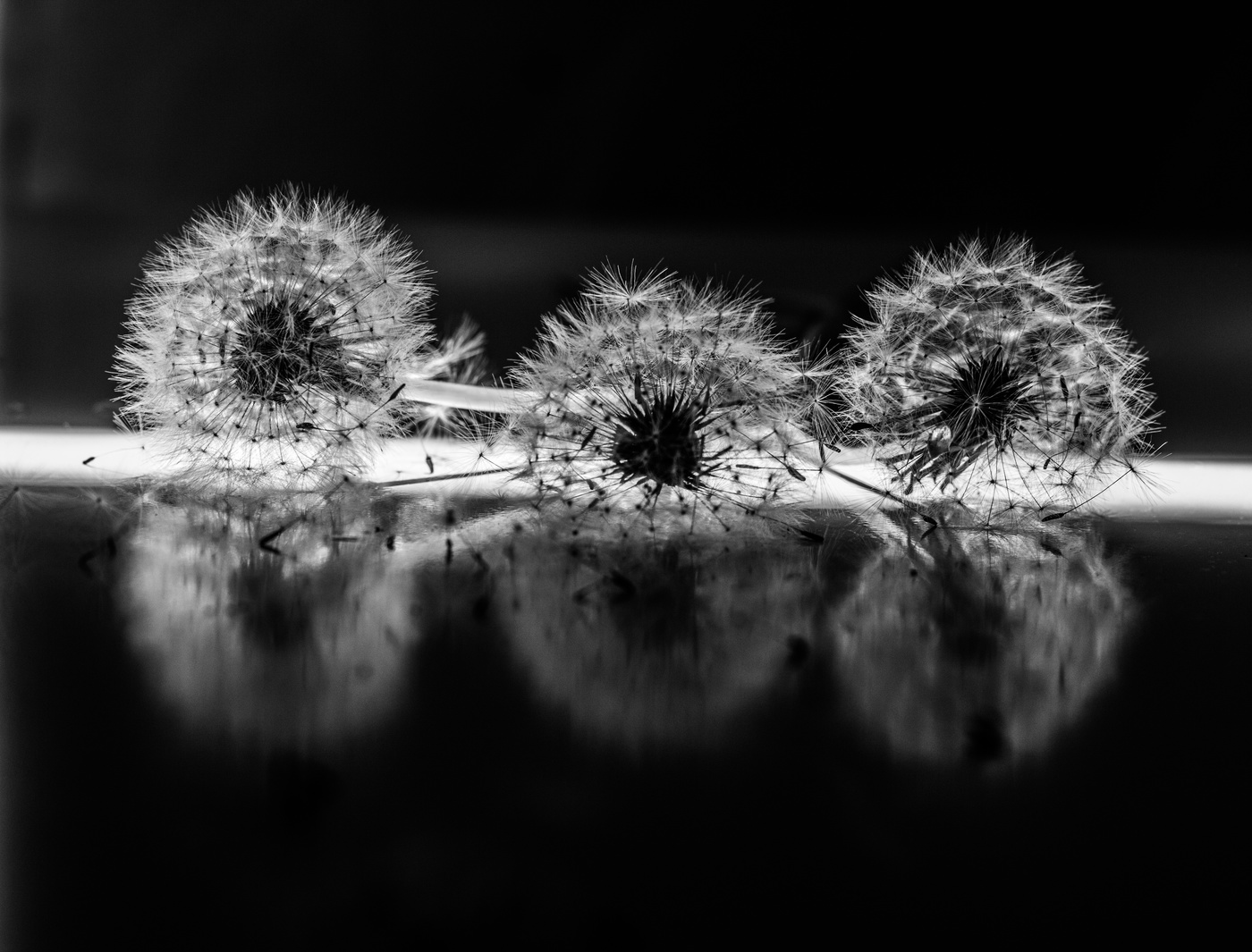 одуванчики