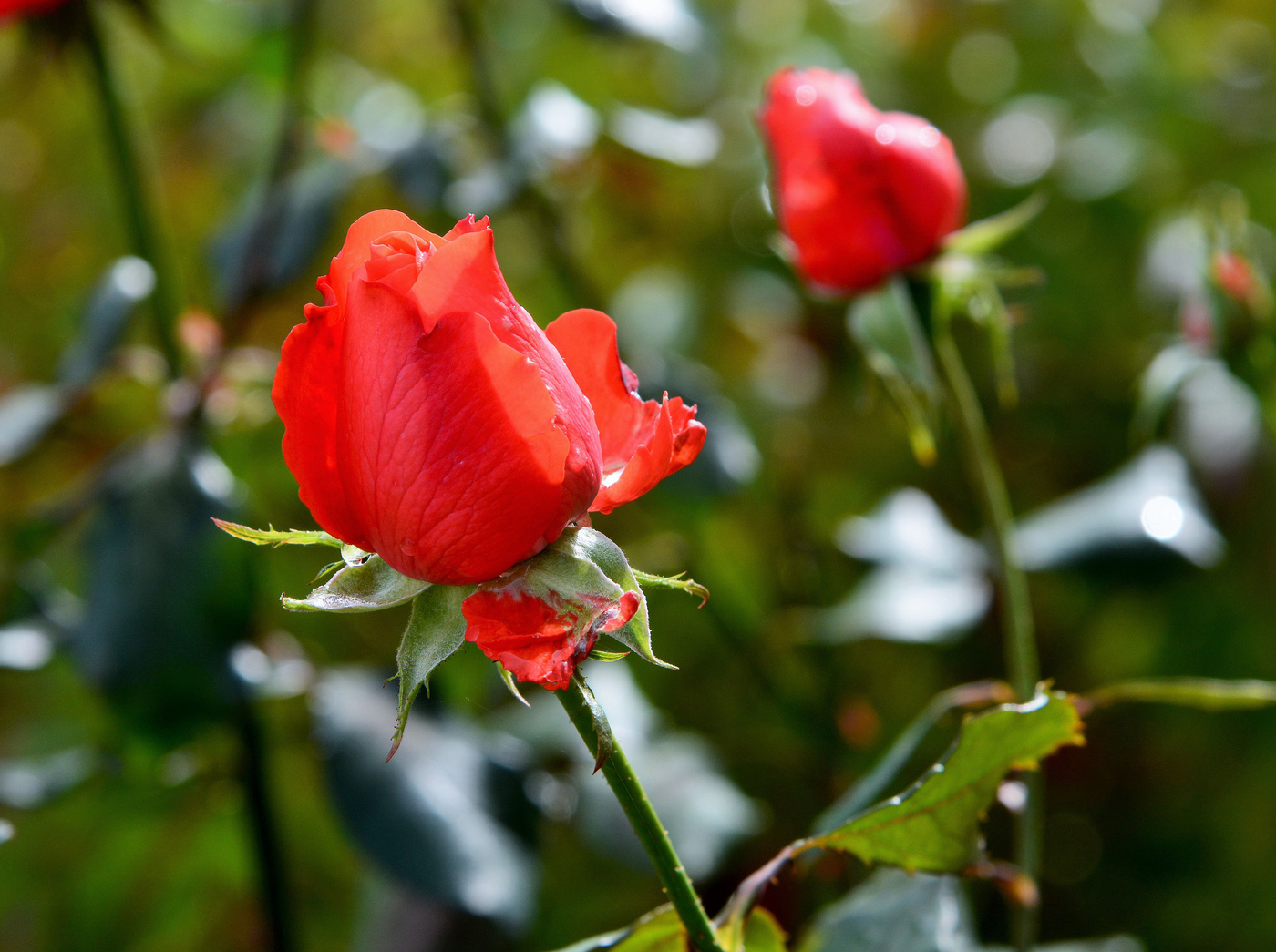 Как хороши, как свежи были розы...