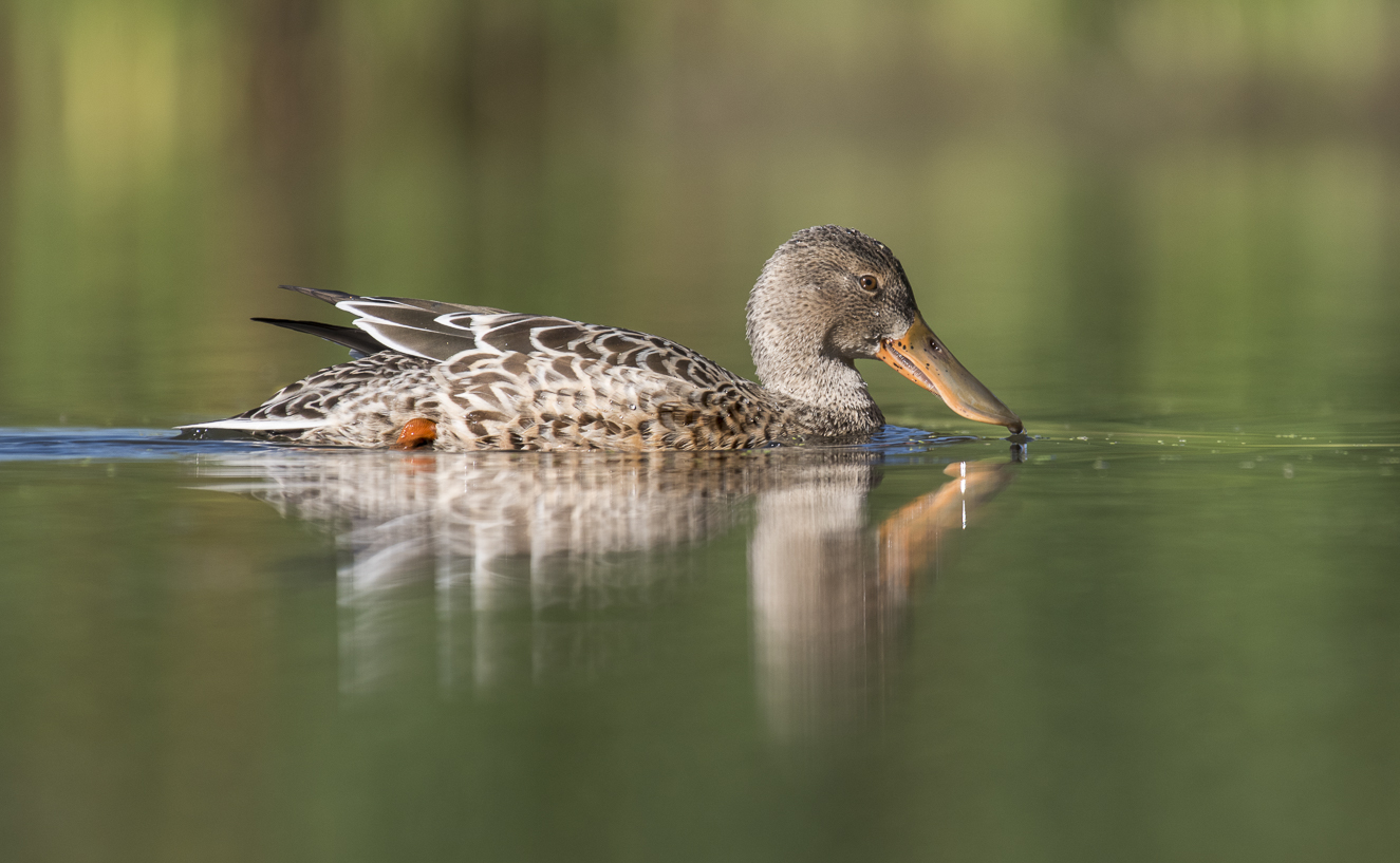 Northern shoveler