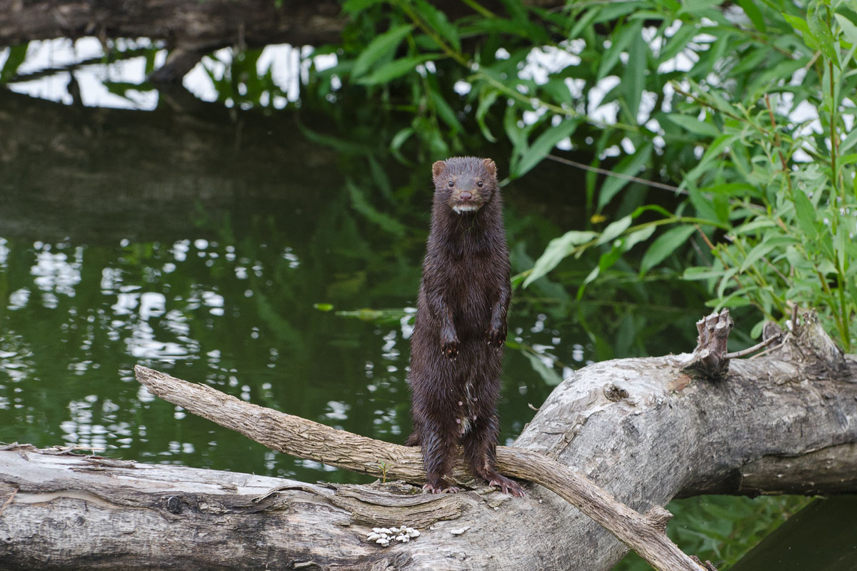 Высокий интерес