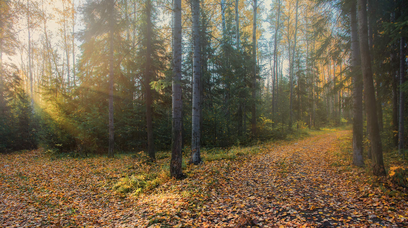 Утренние лучи