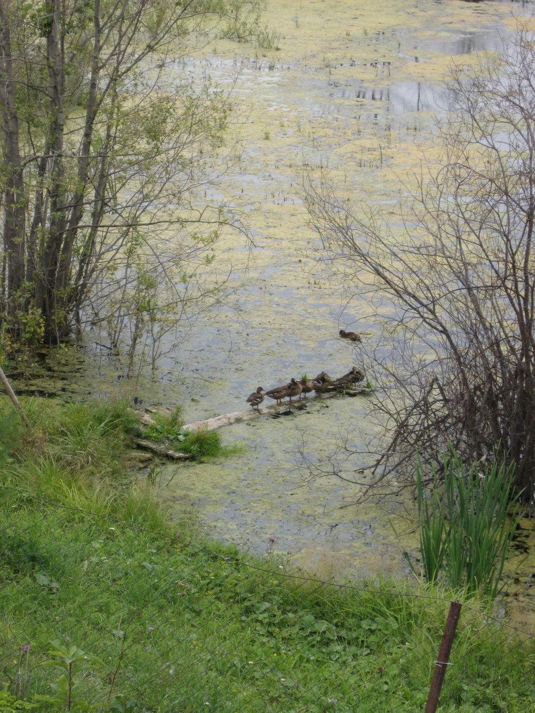 Элементарная не физика