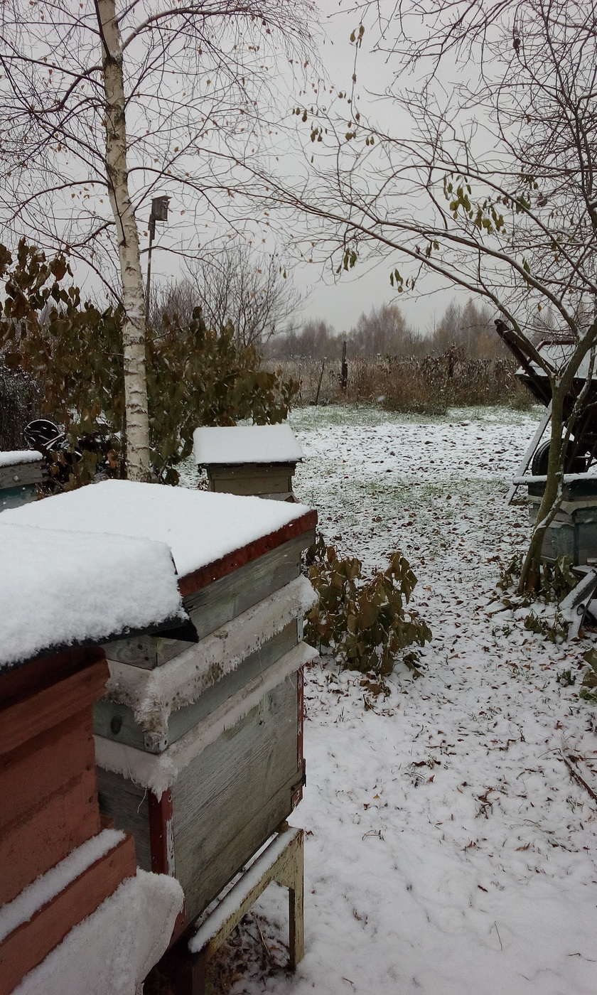 Первый снег