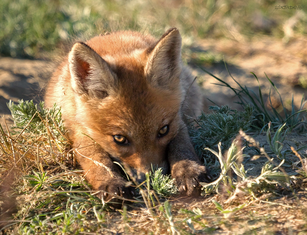 Я от тебя спрятался!