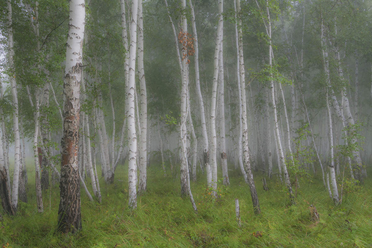 Зелёный шум