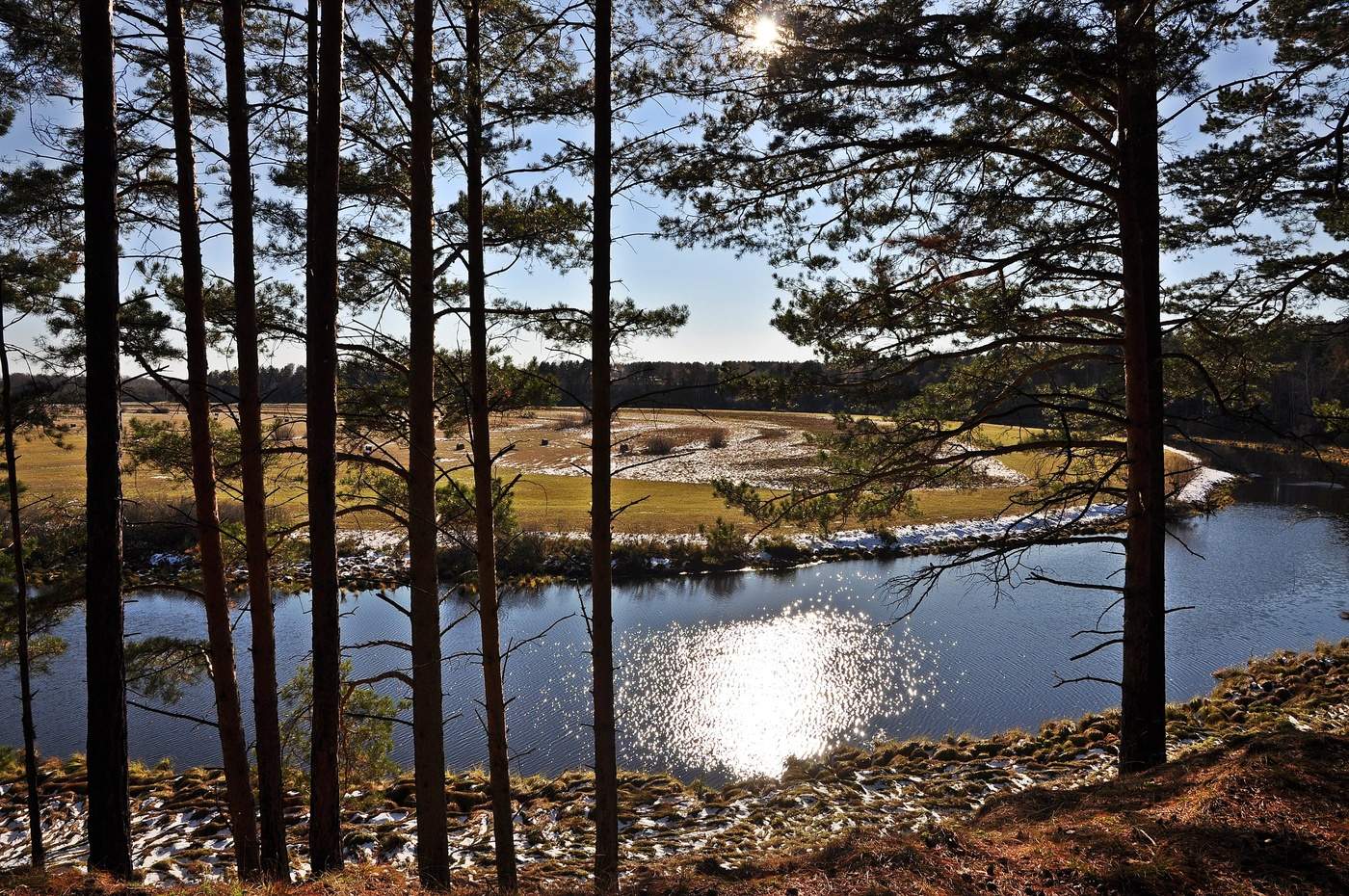 Солнце на реке в соснах