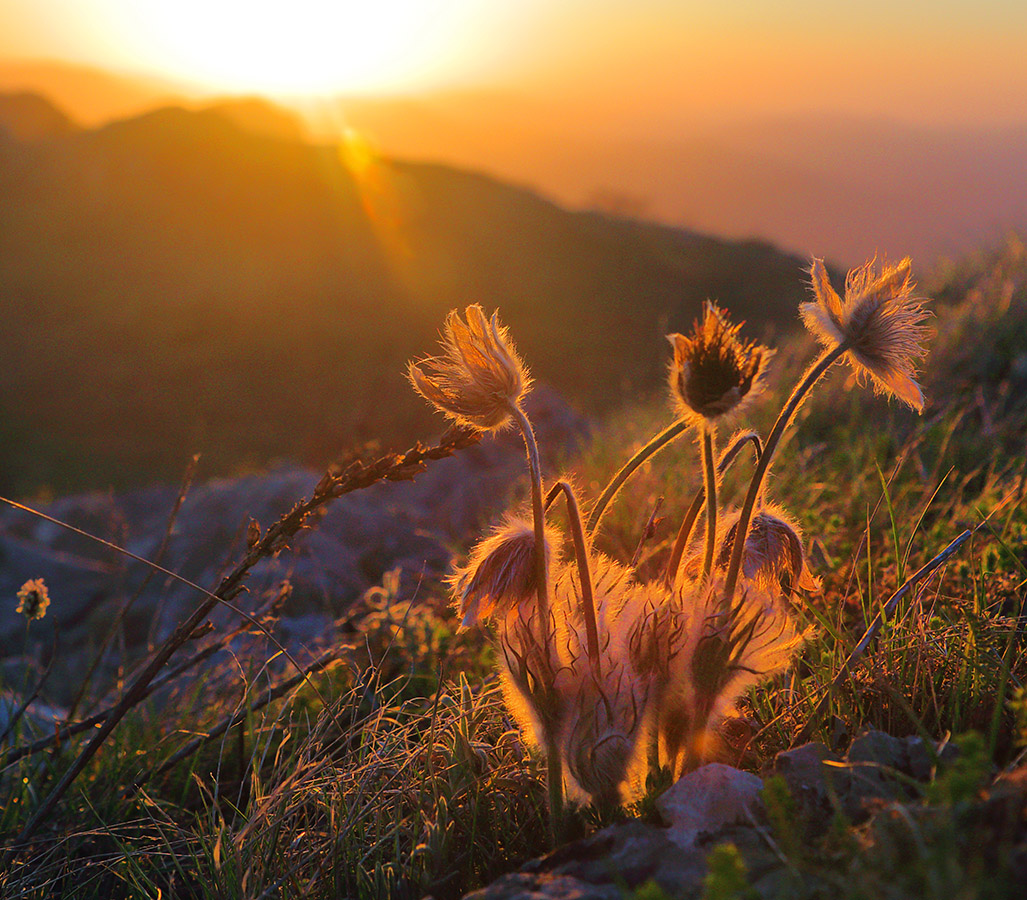 Прострел утренний