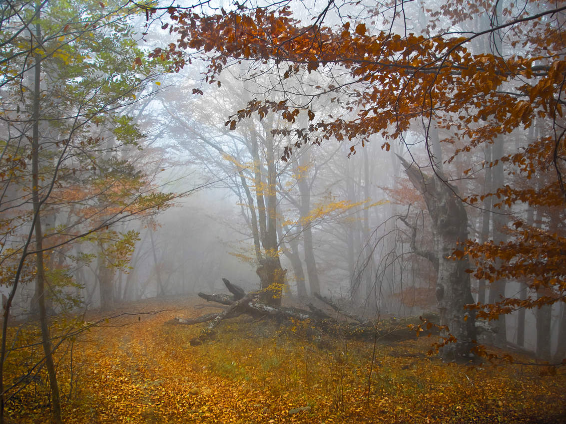 Ой, туманы мои...