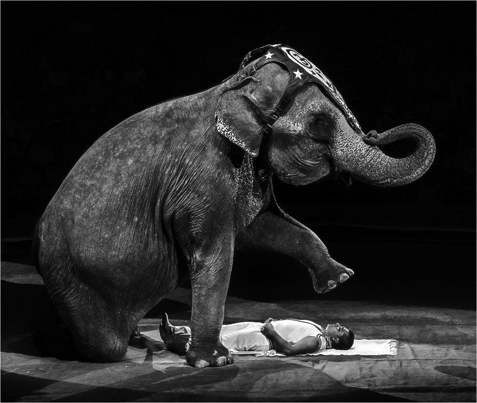 Сон дрессировщика...