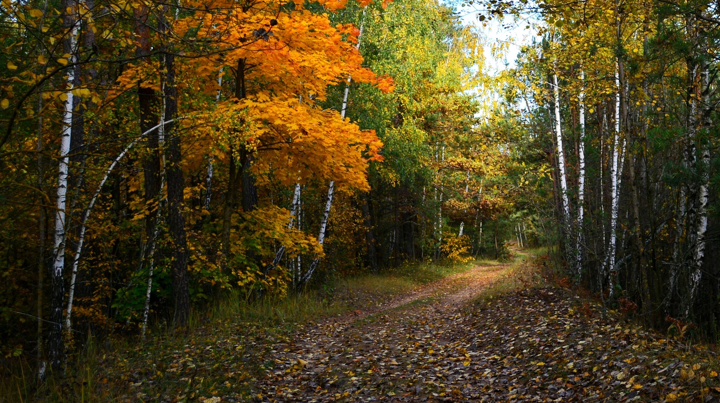 Осенняя дорога