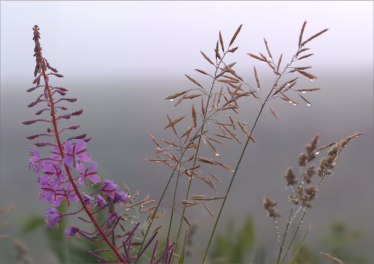 Утренний этюд 1