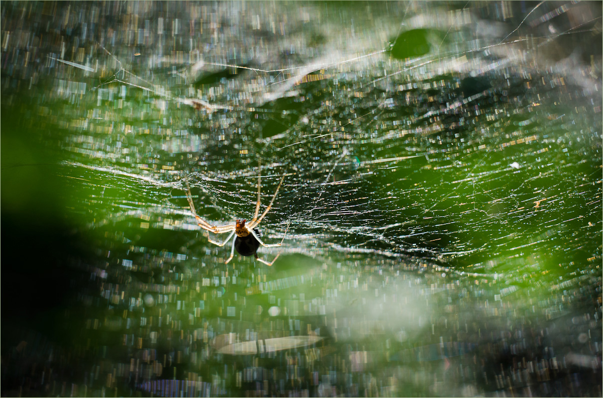 e x e g i _ r e t i c u l u m