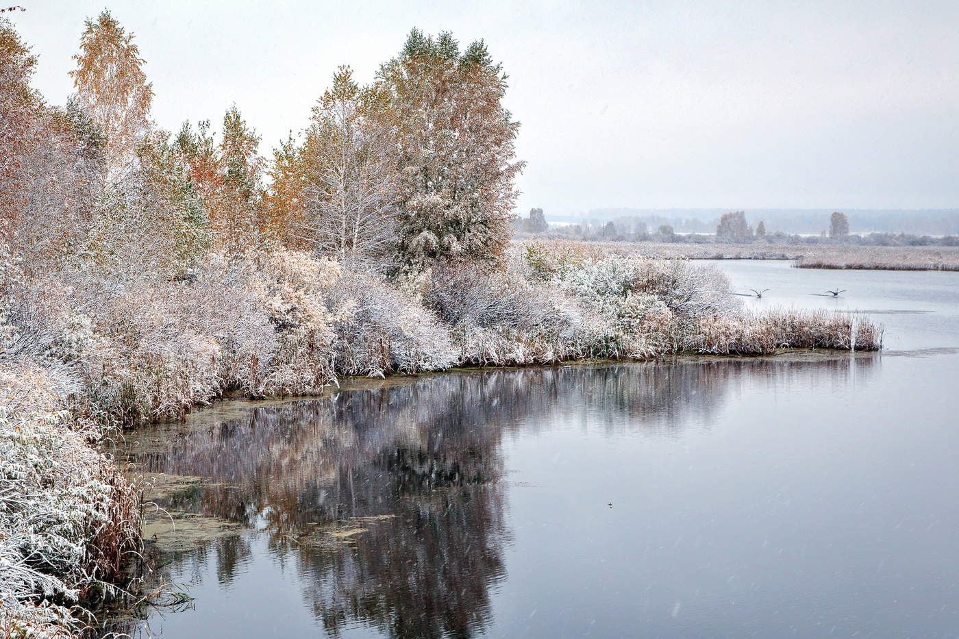 Последние гуси. Осень