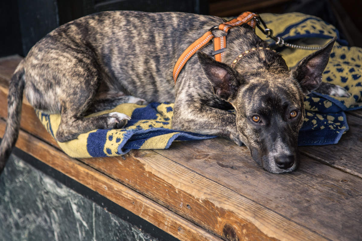 Собачий взгляд