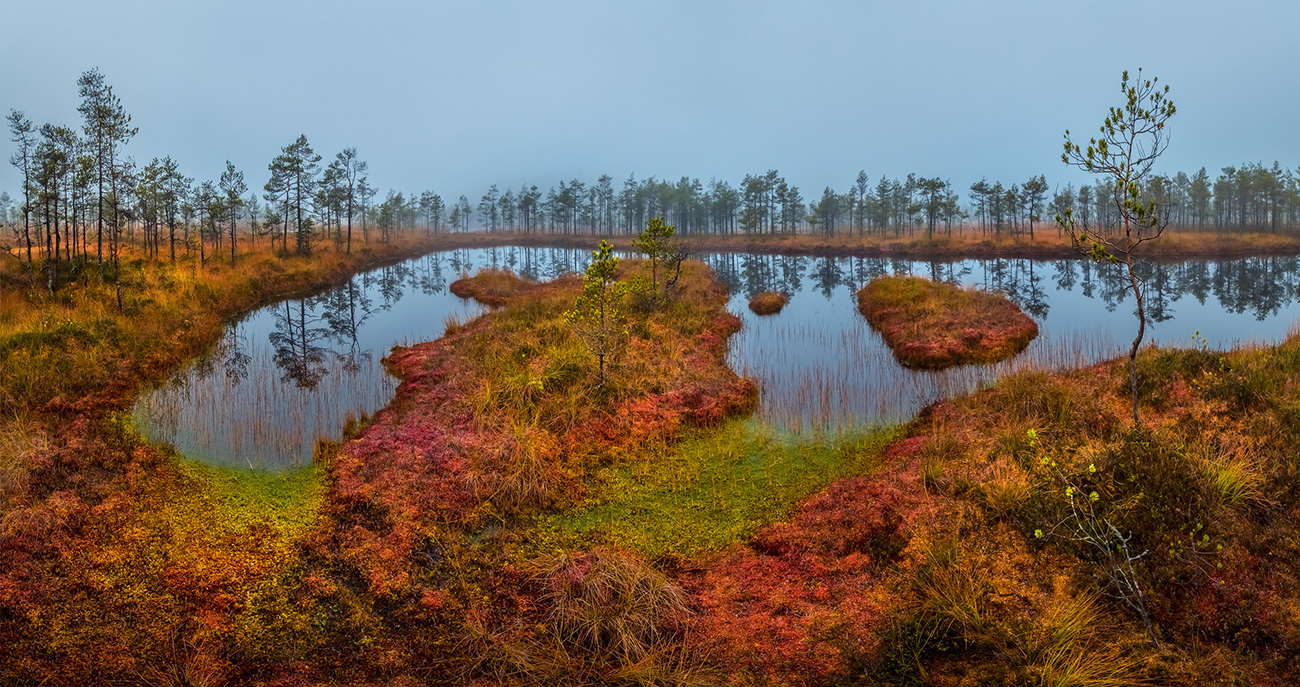 Яркие краски осеннего болота