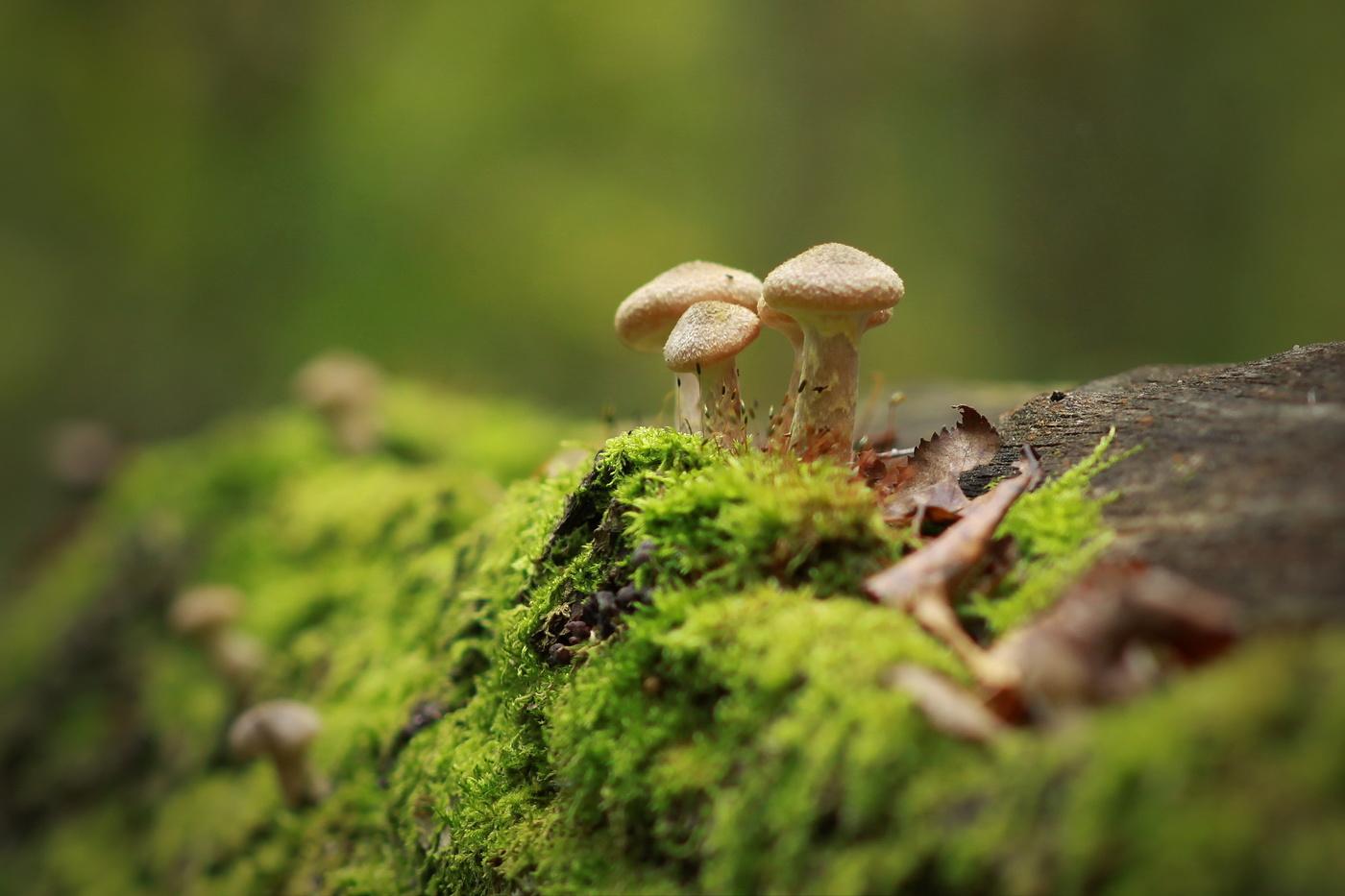 осенние прелести