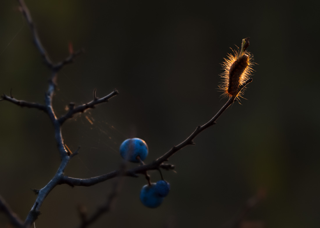 Осень . Вечер