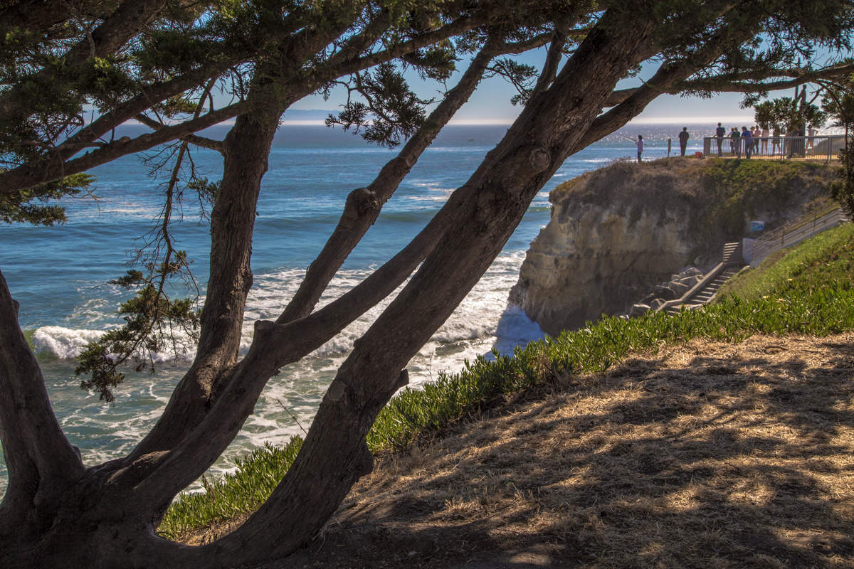 Берег с деревом