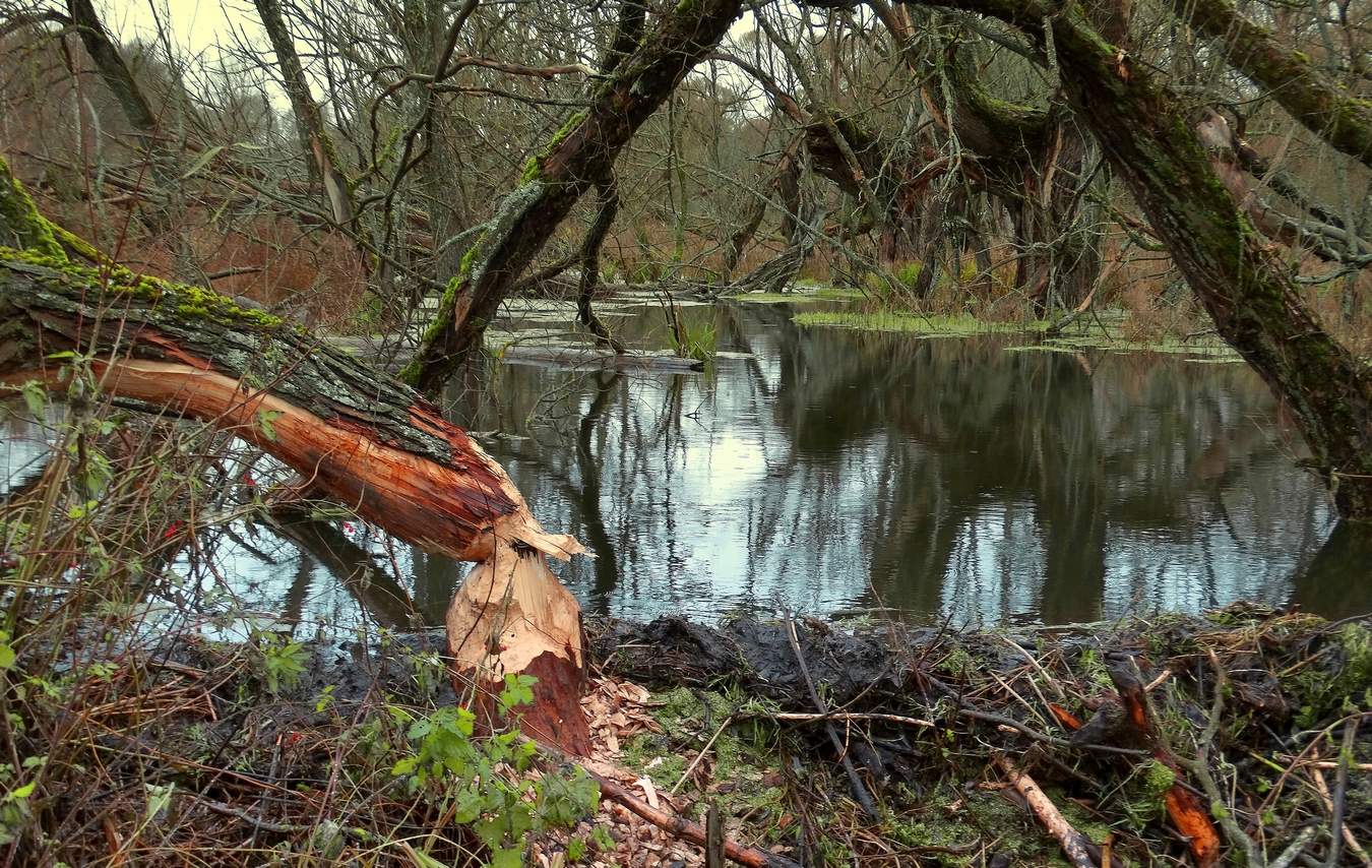 Бобры строят плотину, готовясь к морозам