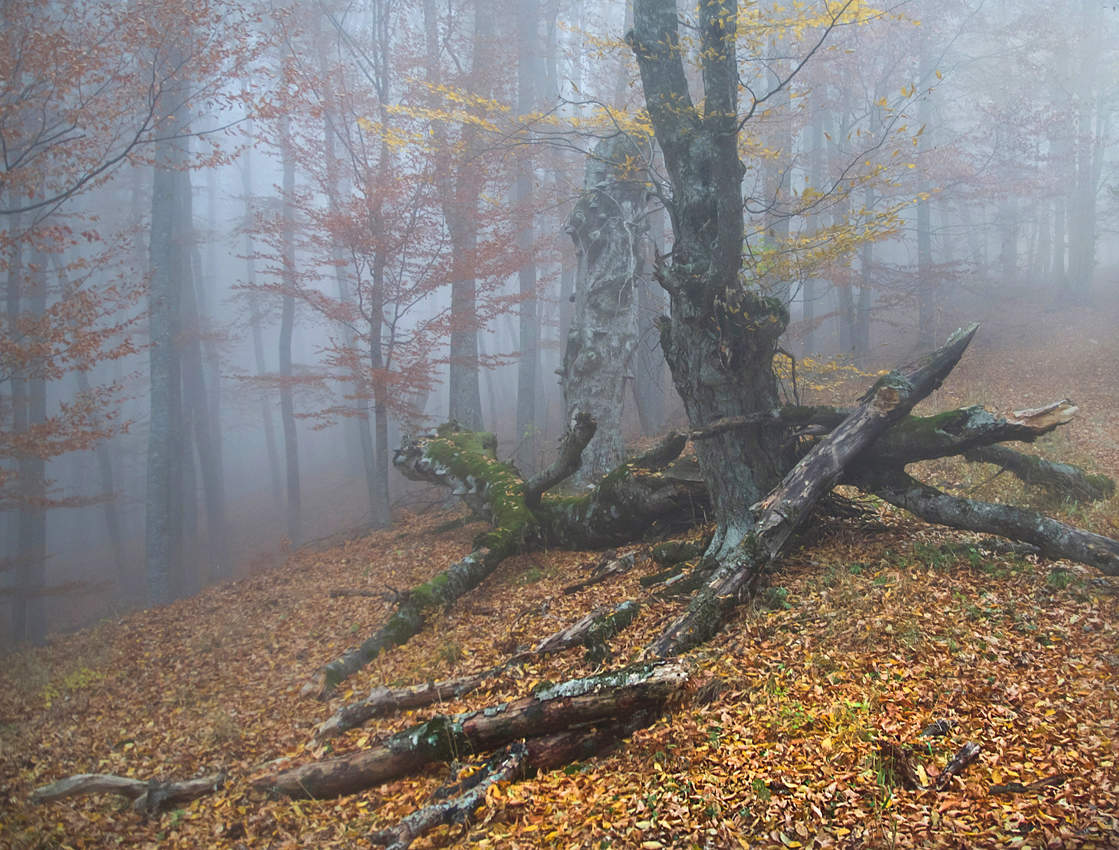 Лесными тропками