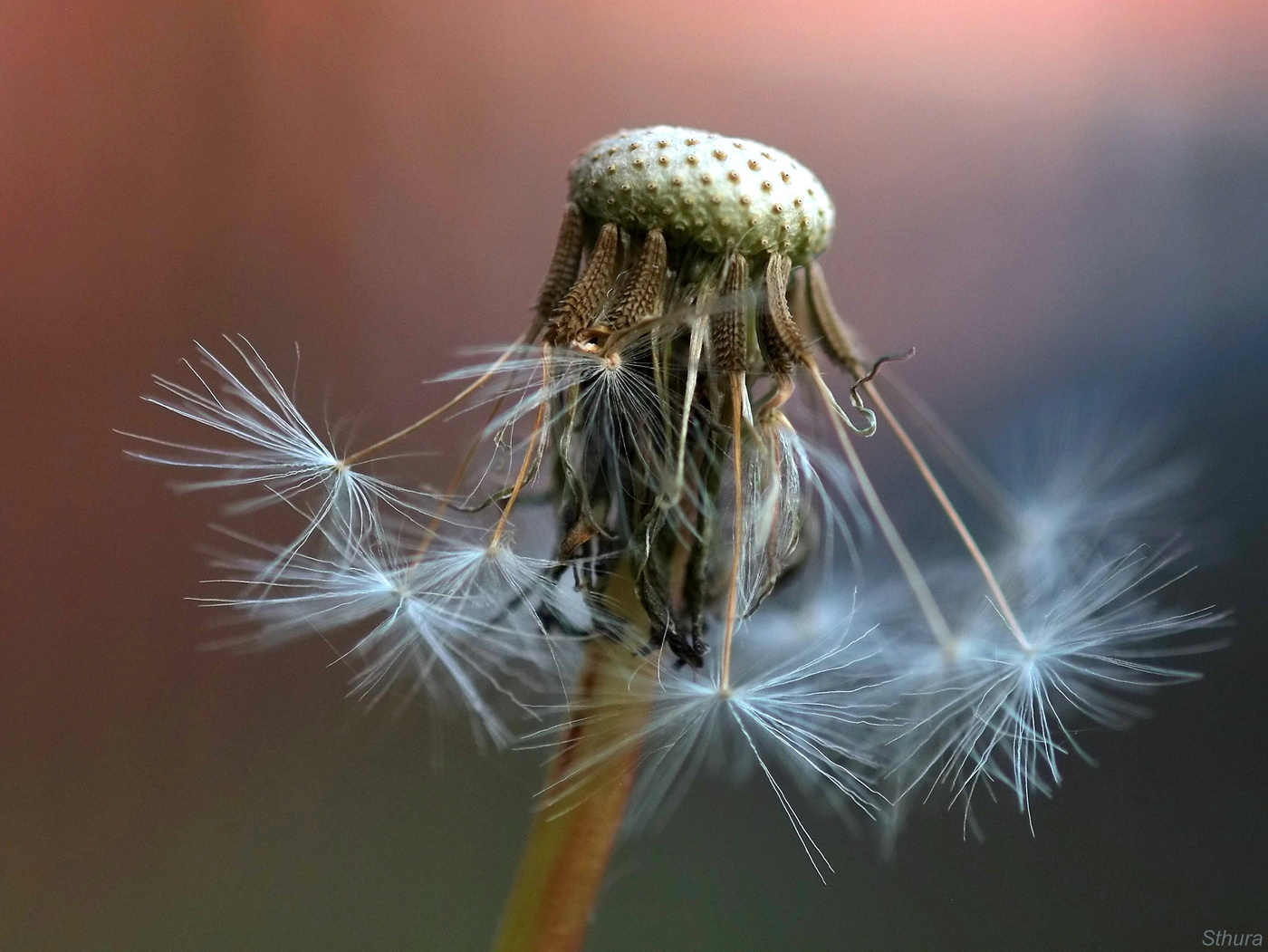 Одуванчик с "бородой".