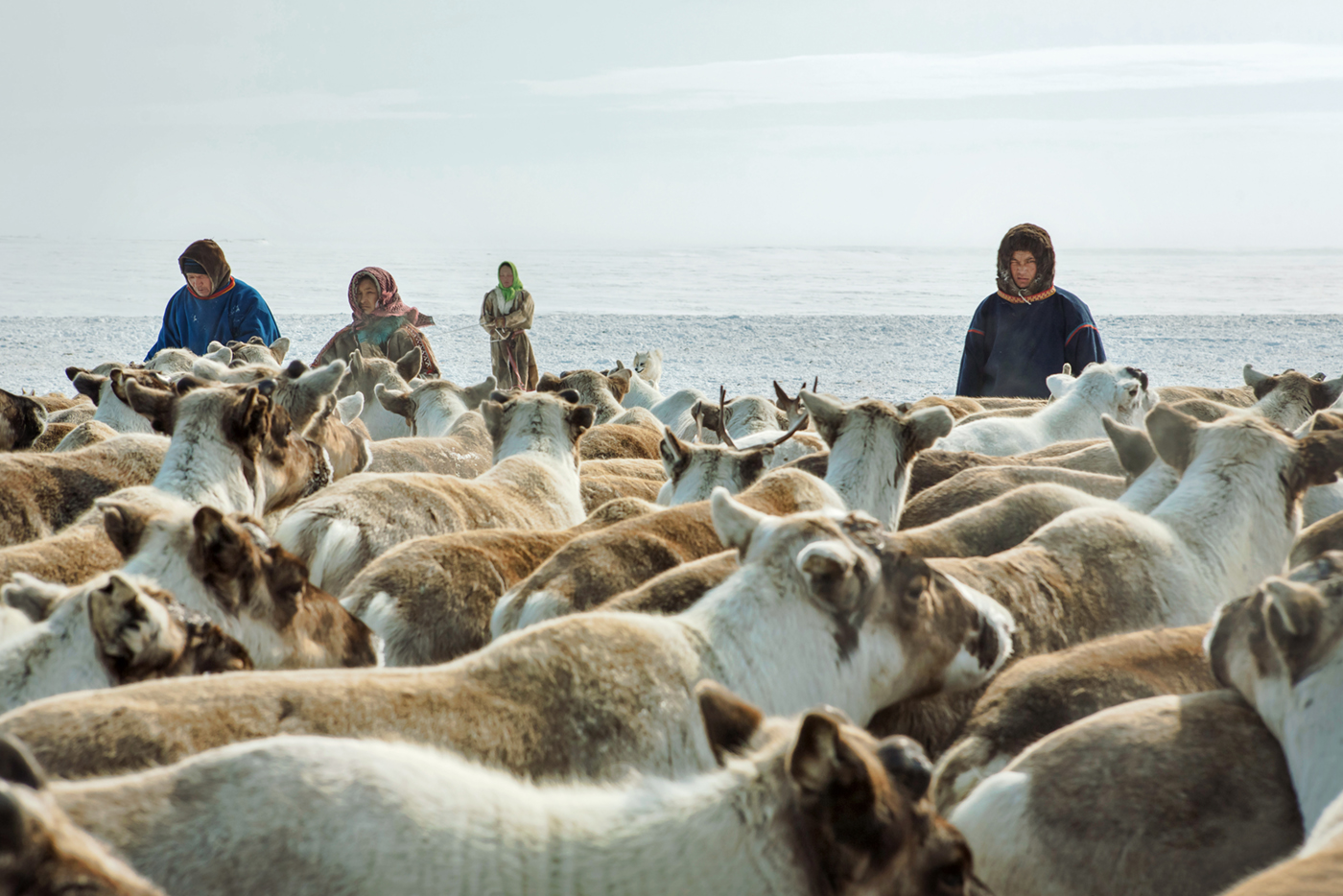 Богатство оленевода.