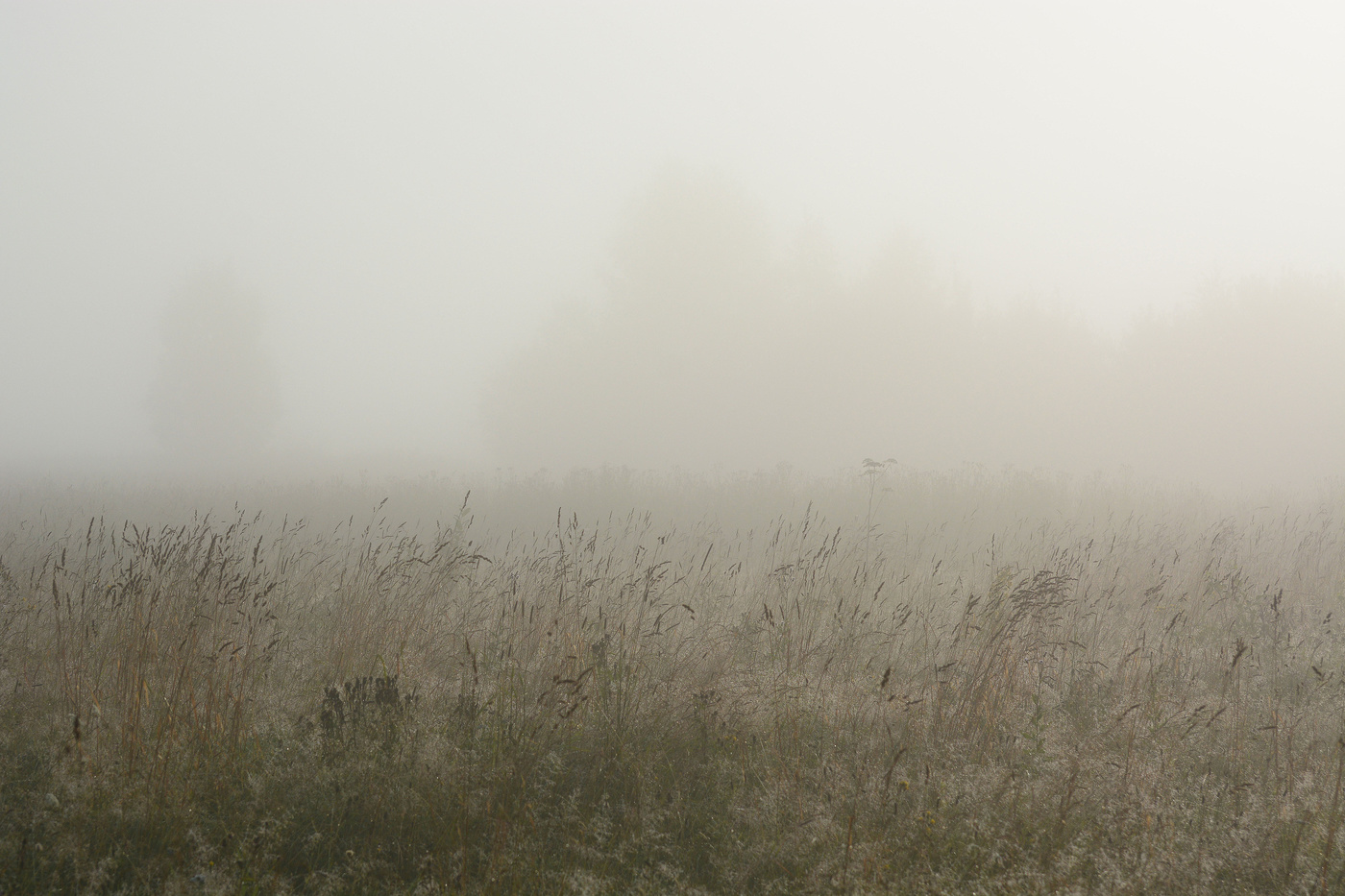 Утро обласканное туманом ...