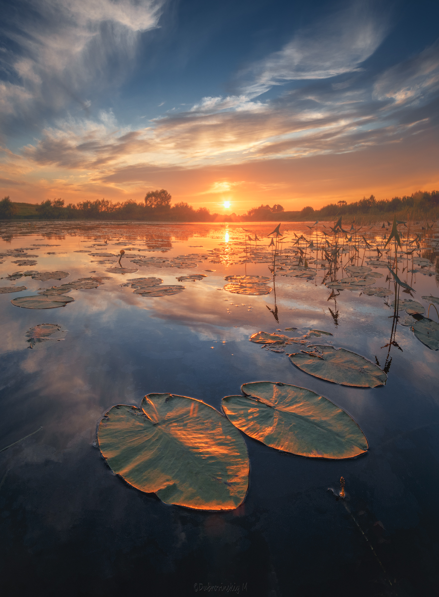 Про кувшинки 3