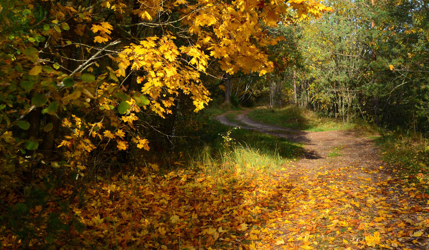 Листья октября