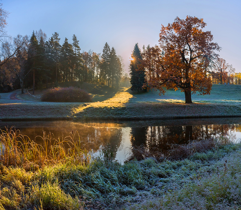 Дуб на берегу реки Славянка
