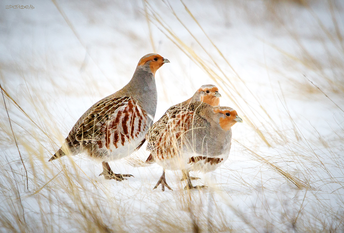 Куропатки в заснеженной степи