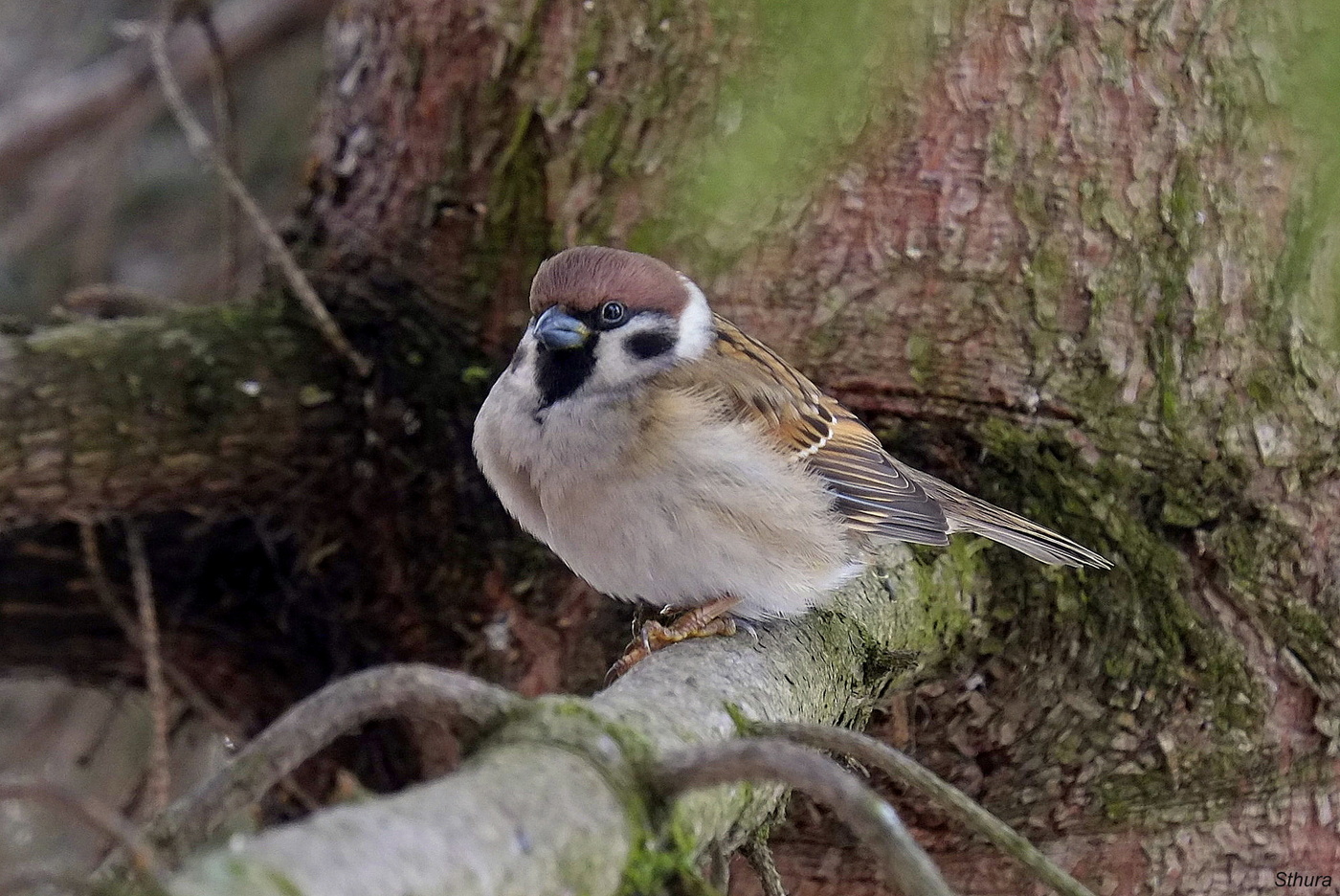 Птичка воробей.