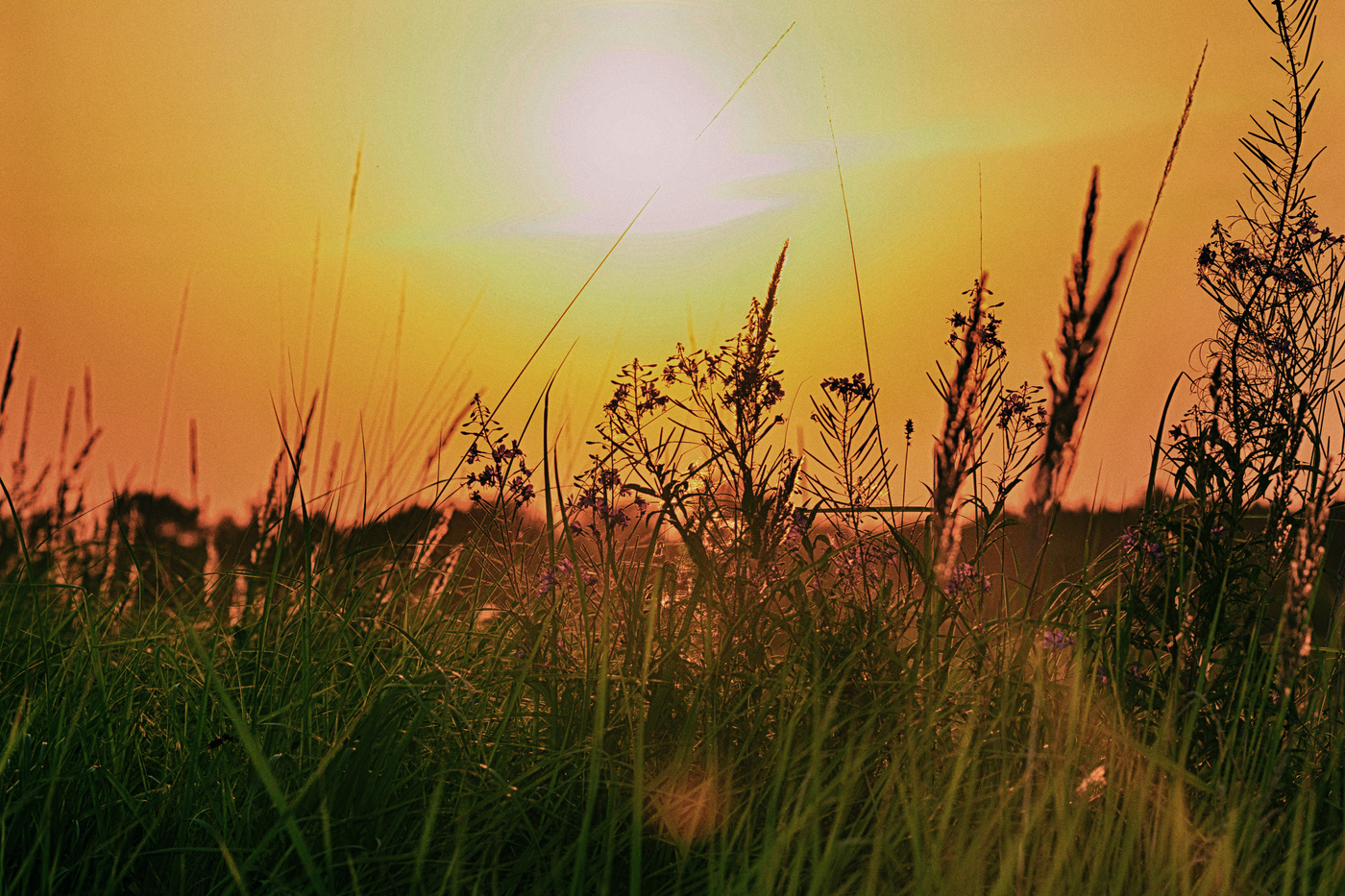 Травы травы...