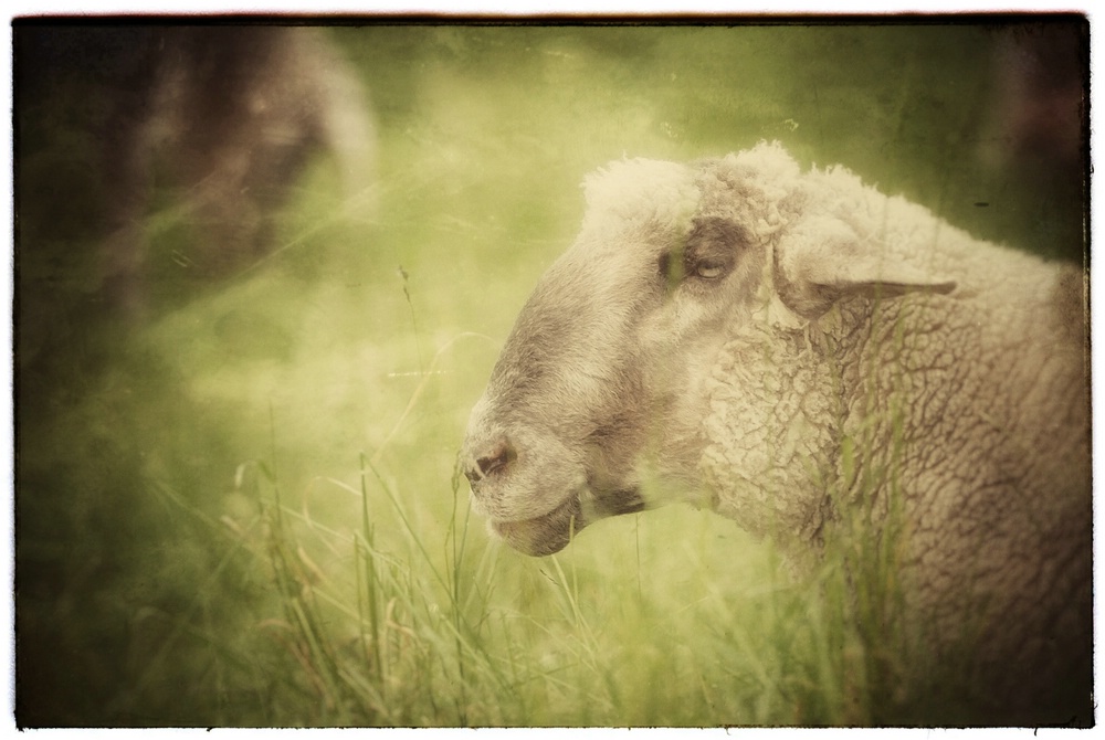 Барану портрет