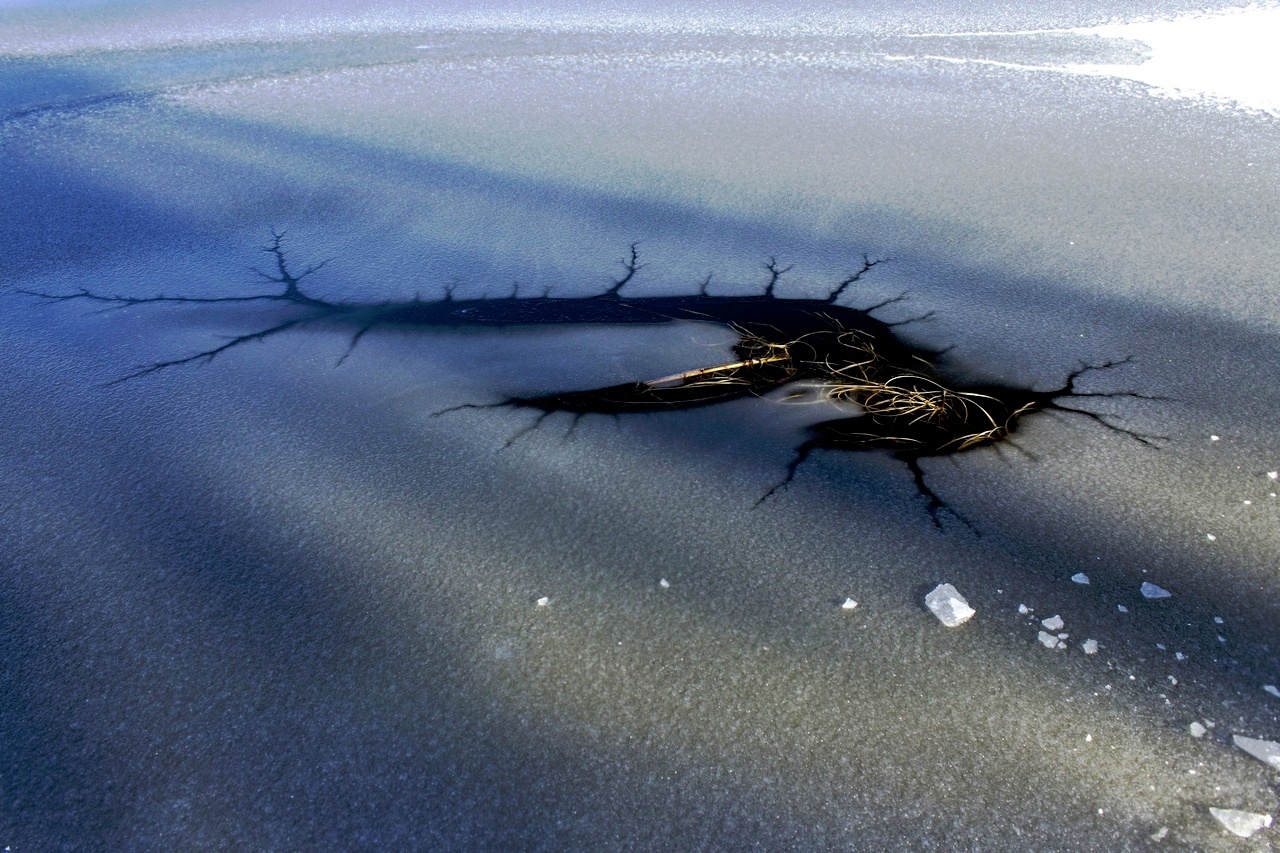 "Портрет невиданной зверушки"