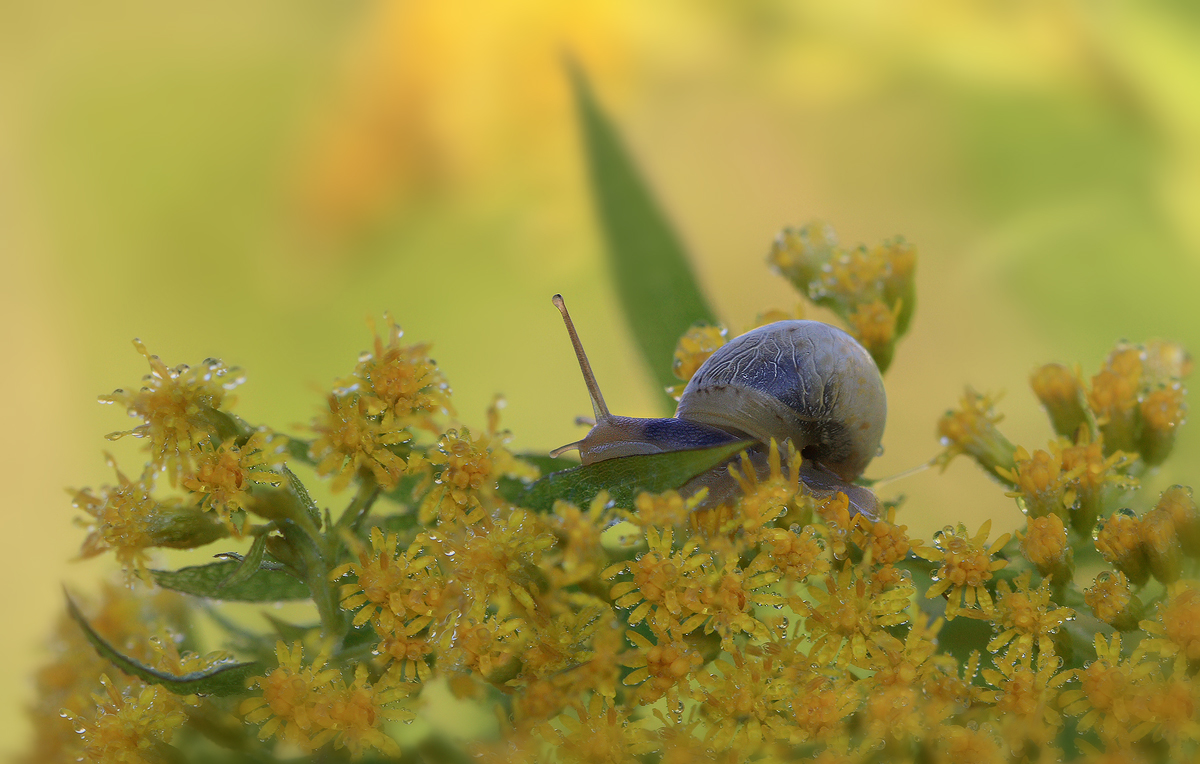 Просыпаясь на рассвете